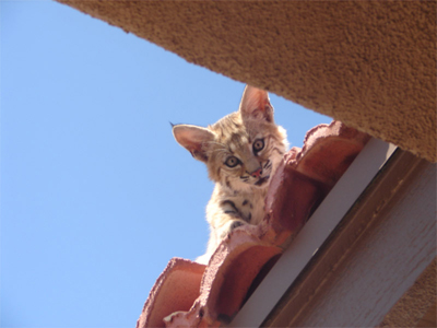bobcat